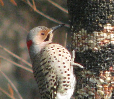 Northern Flicker feeding on suet